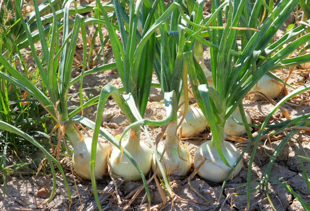 Cebolla