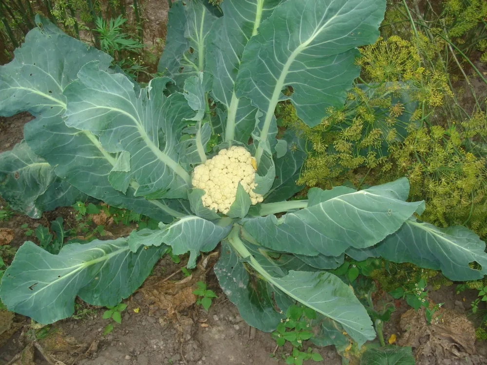 Coliflor