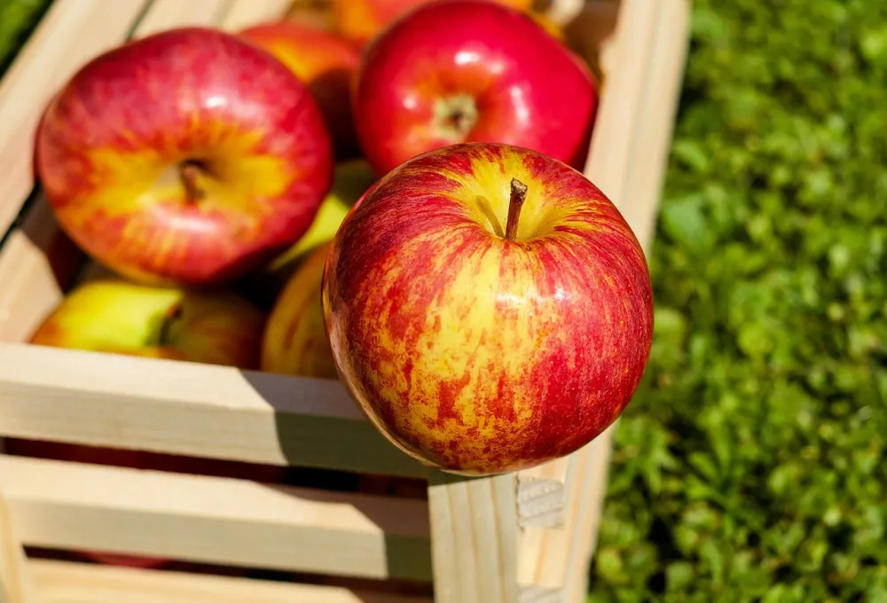 Manzana